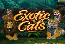 EXO88tic Cats